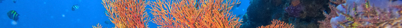 Why Every Diver Needs A Torch For Safety